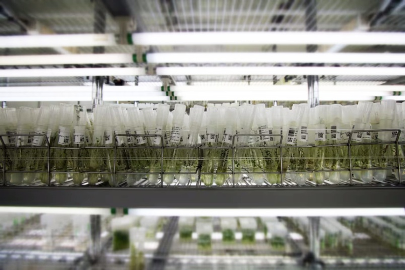 close up of plant samples in a lab